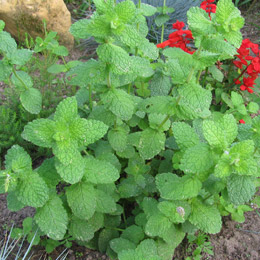 Menthe verte / Mentha spicata